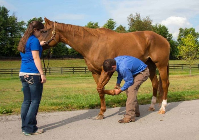 Photo per illustration (horse.com).